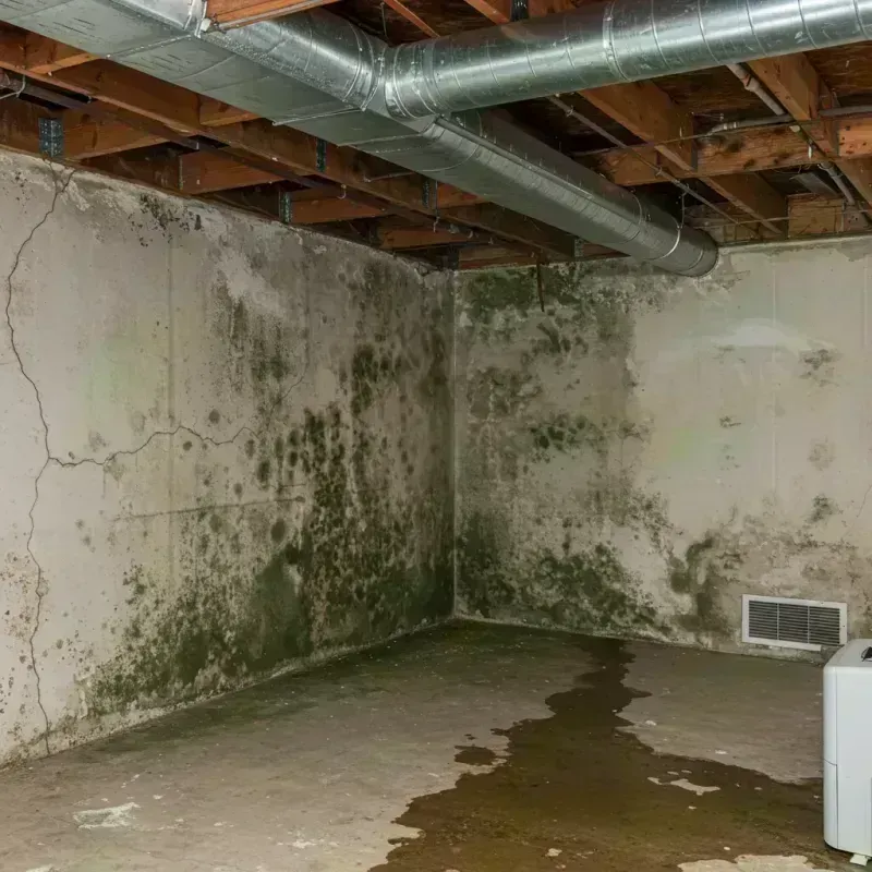 Professional Mold Removal in Chester, IL